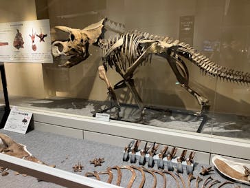 大阪市立自然史博物館に投稿された画像（2023/7/19）