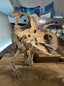 福井県立恐竜博物館に投稿された画像（2023/7/19）