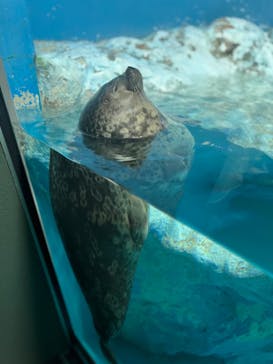 鴨川シーワールドに投稿された画像（2023/7/19）