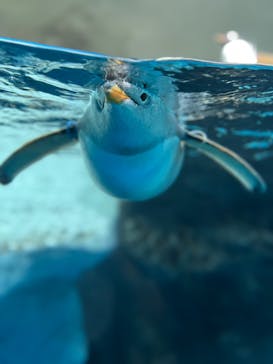 鴨川シーワールドに投稿された画像（2023/7/19）