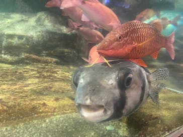 鴨川シーワールドに投稿された画像（2023/7/19）