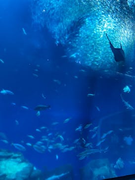 アクアワールド茨城県大洗水族館に投稿された画像（2023/7/19）