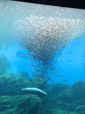 仙台うみの杜水族館に投稿された画像（2023/7/19）