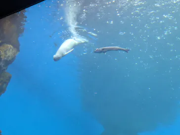 仙台うみの杜水族館に投稿された画像（2023/7/19）