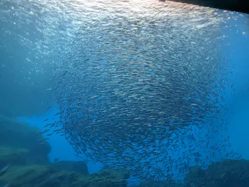 仙台うみの杜水族館に投稿された画像（2023/7/19）