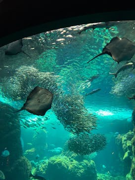 新江ノ島水族館に投稿された画像（2023/7/19）