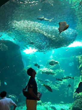 新江ノ島水族館に投稿された画像（2023/7/19）