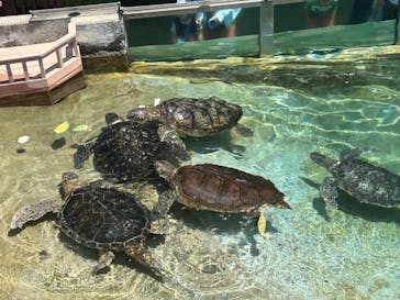 新江ノ島水族館に投稿された画像（2023/7/19）