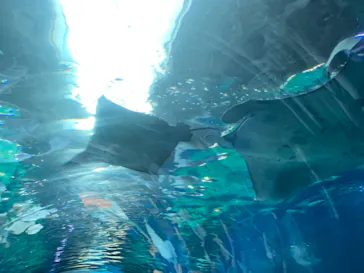 マクセル アクアパーク品川に投稿された画像（2023/7/19）