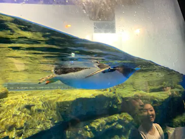 マクセル アクアパーク品川に投稿された画像（2023/7/19）