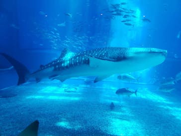 沖縄美ら海水族館に投稿された画像（2023/7/19）