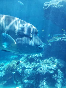 沖縄美ら海水族館に投稿された画像（2023/7/19）