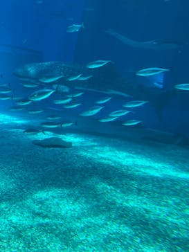沖縄美ら海水族館に投稿された画像（2023/7/19）
