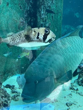 沖縄美ら海水族館に投稿された画像（2023/7/19）