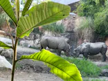 天王寺動物園に投稿された画像（2023/7/19）