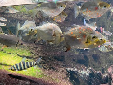 サンシャイン水族館に投稿された画像（2023/7/19）