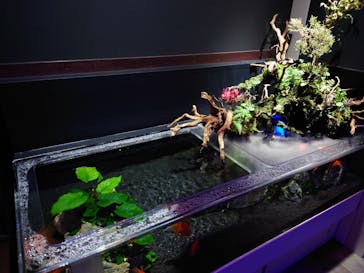 横浜開運水族館 フォーチュンアクアリウムに投稿された画像（2023/7/19）