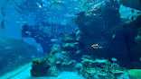 名古屋港水族館に投稿された画像（2023/7/20）