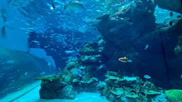 名古屋港水族館に投稿された画像（2023/7/19）