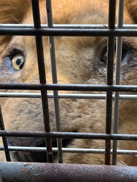 群馬サファリパークに投稿された画像（2023/7/20）