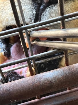 群馬サファリパークに投稿された画像（2023/7/20）