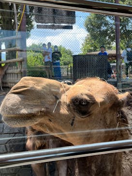 群馬サファリパークに投稿された画像（2023/7/20）