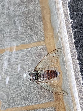 箱根小涌園ユネッサンに投稿された画像（2023/7/20）