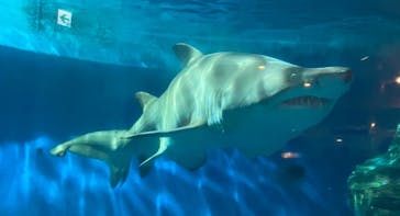 しながわ水族館に投稿された画像（2023/7/20）