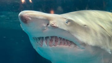 しながわ水族館に投稿された画像（2023/7/20）