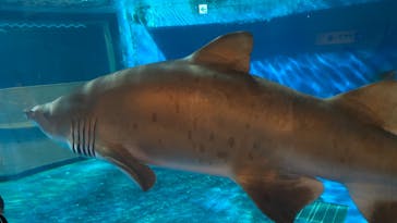 しながわ水族館に投稿された画像（2023/7/20）