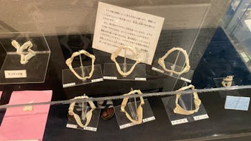 しながわ水族館に投稿された画像（2023/7/20）