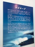 特別展「海　―生命のみなもと―」（国立科学博物館）に投稿された画像（2023/7/20）