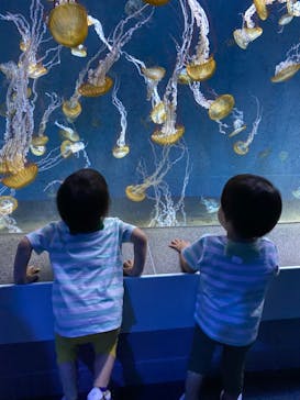 新江ノ島水族館に投稿された画像（2023/7/20）