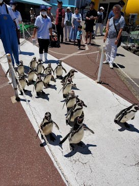 越前松島水族館に投稿された画像（2023/7/20）