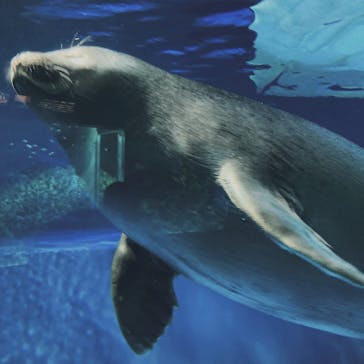 サンシャイン水族館に投稿された画像（2023/7/20）