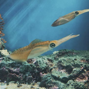 サンシャイン水族館に投稿された画像（2023/7/20）