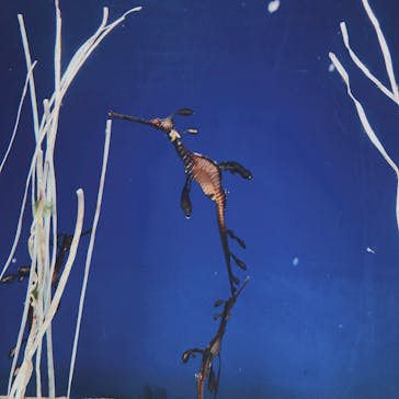 サンシャイン水族館に投稿された画像（2023/7/20）