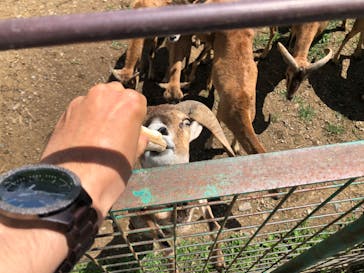 岩手サファリパークに投稿された画像（2023/7/20）