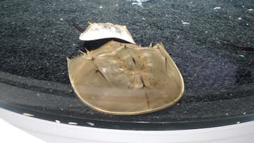 AOAO SAPPOROに投稿された画像（2023/7/20）