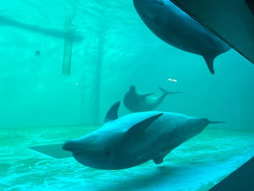 しながわ水族館に投稿された画像（2023/7/20）