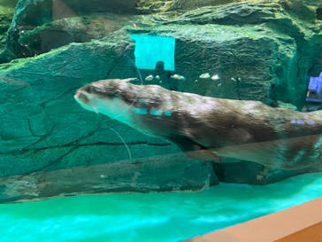 しながわ水族館に投稿された画像（2023/7/20）