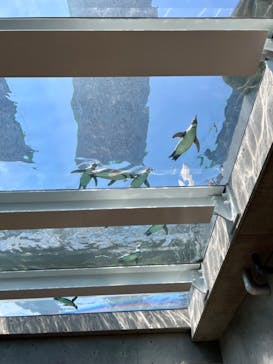 九十九島動植物園森きららに投稿された画像（2023/7/20）