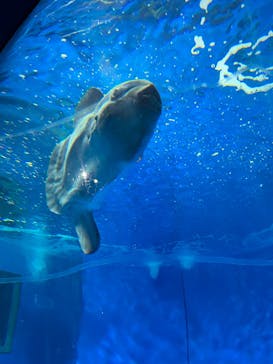 アクアワールド茨城県大洗水族館に投稿された画像（2023/7/20）