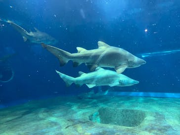 アクアワールド茨城県大洗水族館に投稿された画像（2023/7/20）