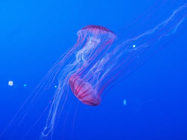 新江ノ島水族館に投稿された画像（2023/7/20）