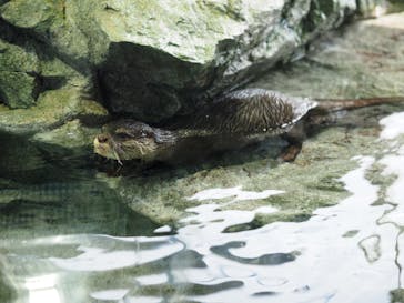 新江ノ島水族館に投稿された画像（2023/7/20）