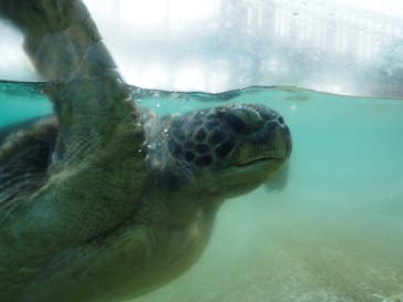 新江ノ島水族館に投稿された画像（2023/7/20）