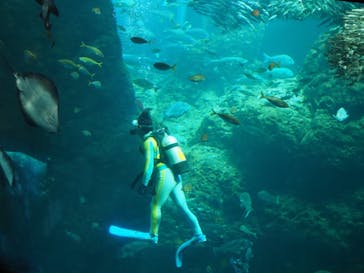 新江ノ島水族館に投稿された画像（2023/7/20）