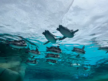 天王寺動物園に投稿された画像（2023/7/20）