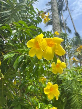 美らヤシパークオキナワ・東南植物楽園に投稿された画像（2023/7/21）
